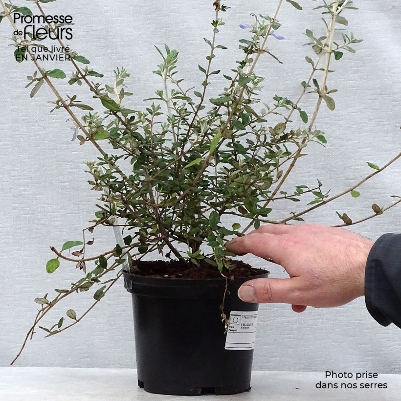 Teucrium fruticans Azureum en pot de 2L esemplare consegnato in inverno