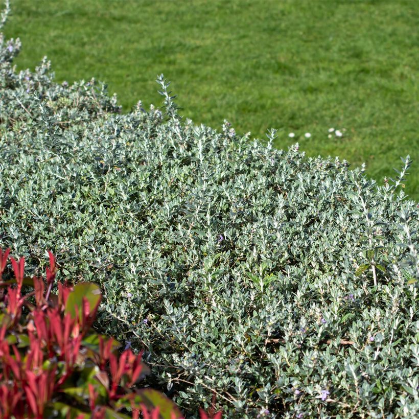 Teucrium fruticans Selection Erecta (Porto)