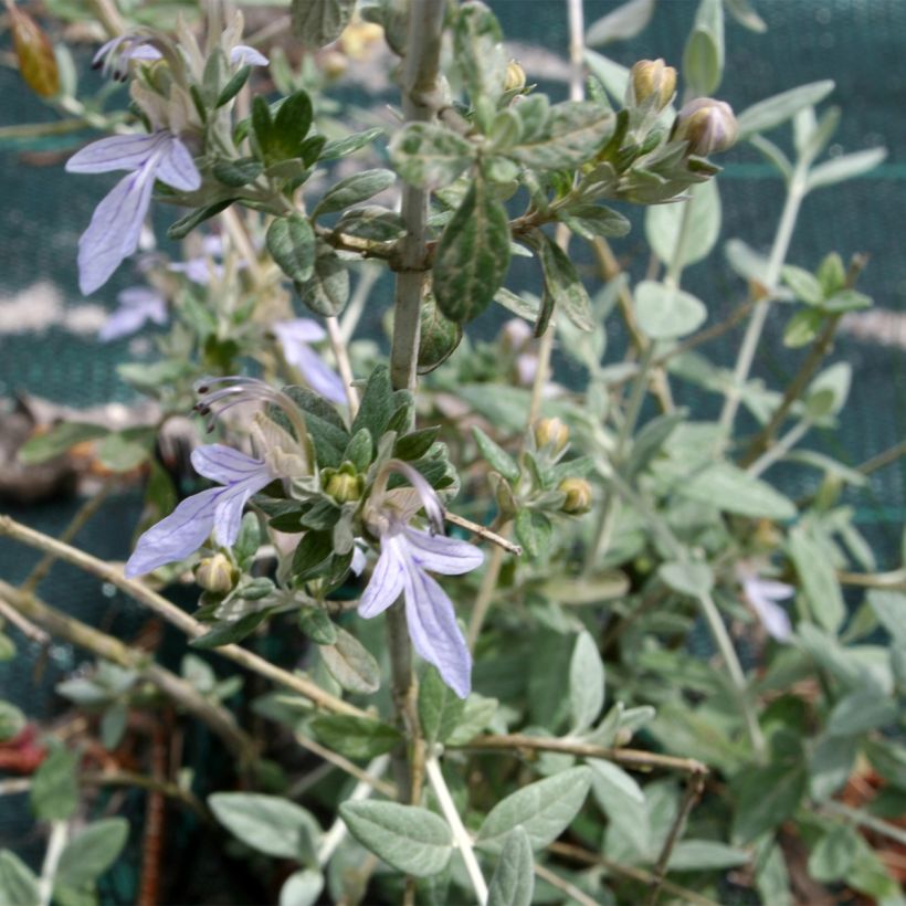 Teucrium fruticans - Camedrio femmina (Fogliame)