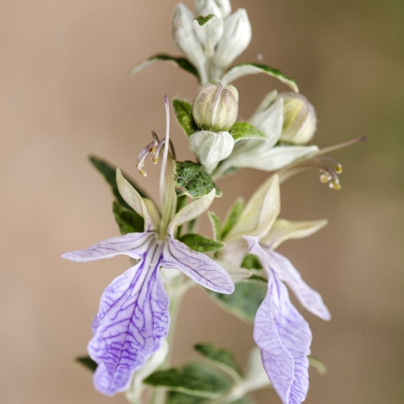 Teucrium fruticans - Camedrio femmina (Fioritura)