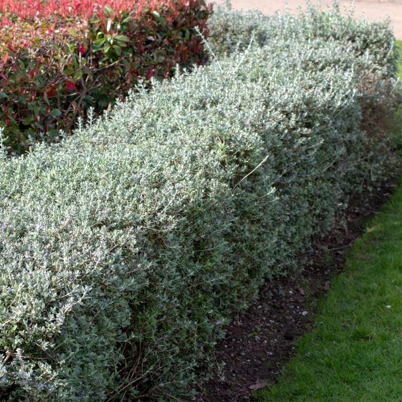 Teucrium fruticans - Camedrio femmina (Porto)