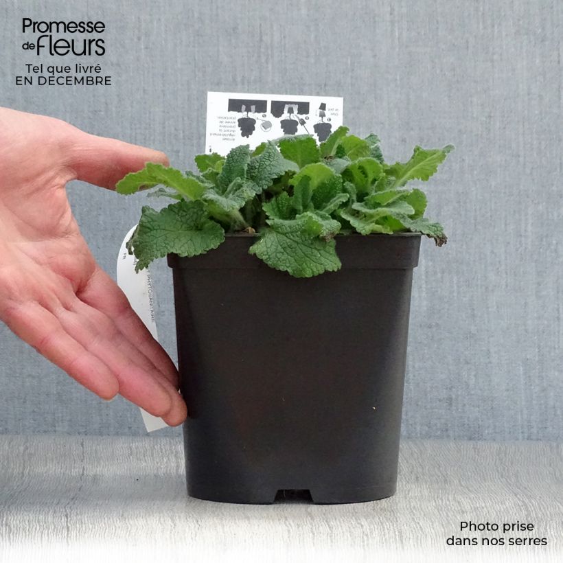 Teucrium hircaninum Paradise Delight - Germandrée d'Iran Pot de 2L/3L esemplare consegnato in inverno