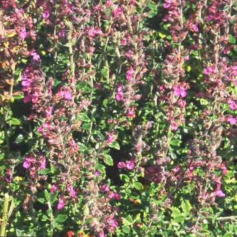 Teucrium lucidrys (Fioritura)