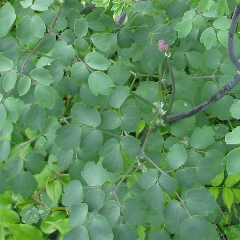 Thalictrum Black Stockings - Pigamo (Fogliame)