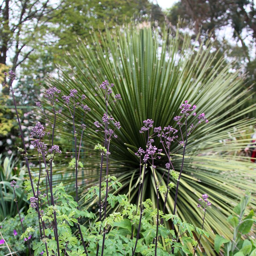 Thalictrum Black Stockings - Pigamo (Porto)