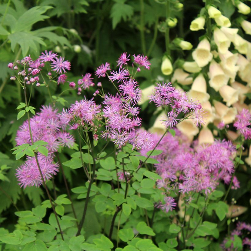 Thalictrum Black Stockings - Pigamo (Fioritura)