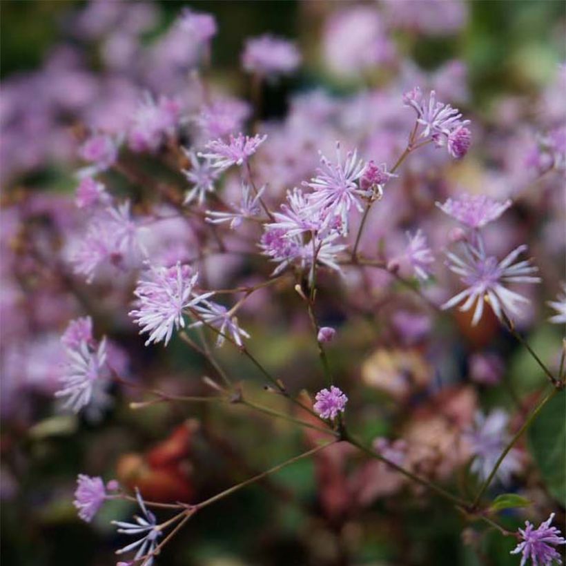 Thalictrum ichangense Evening Star - Pigamo (Fioritura)