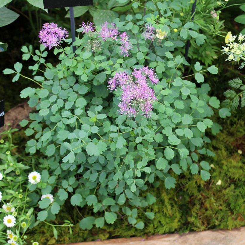 Thalictrum Little Pinkie - Pigamo (Porto)