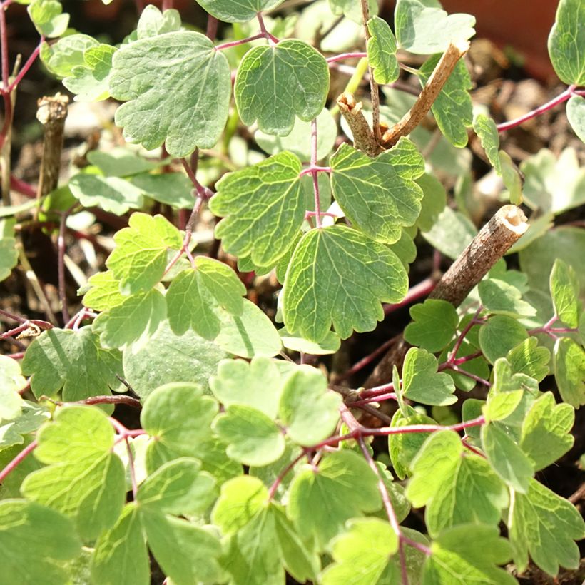 Thalictrum Yulia - Pigamo (Fogliame)