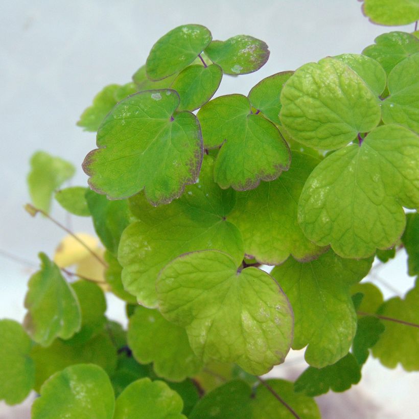 Thalictrum aquilegiifolium - Pigamo colombino (Fogliame)