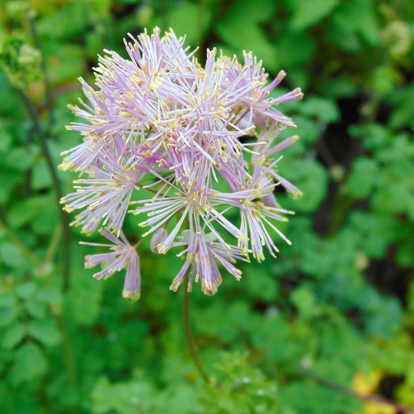 Thalictrum aquilegiifolium - Pigamo colombino (Fioritura)