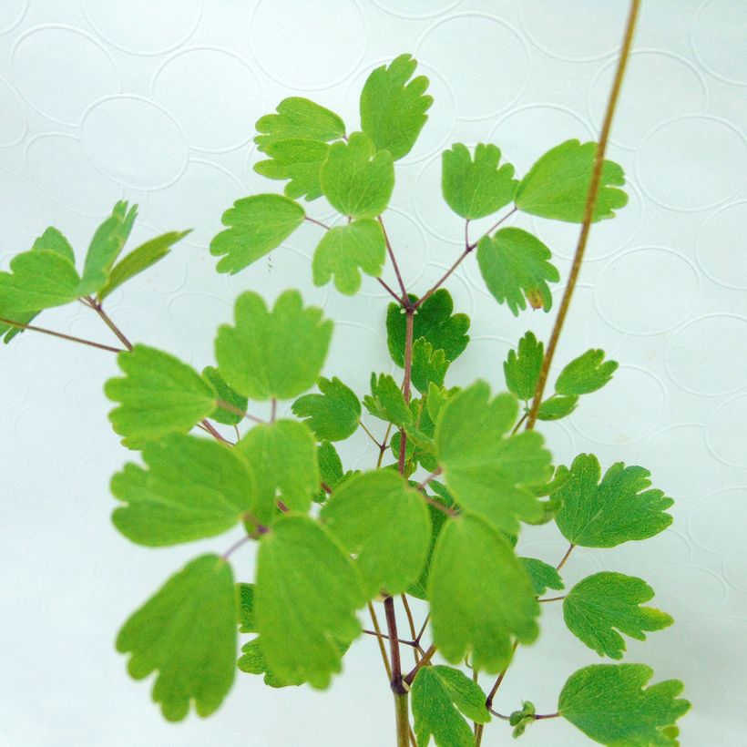 Thalictrum aquilegifolium Thundercloud - Pigamo colombino (Fogliame)