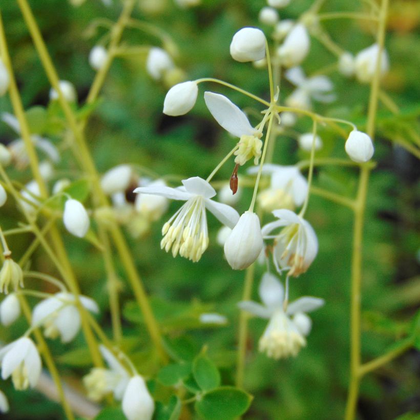 Thalictrum delavayi Album - Pigamo (Fioritura)