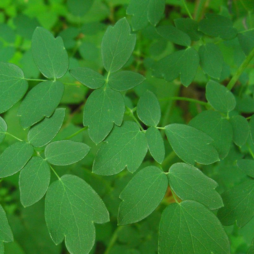 Thalictrum delavayi Ankum - Pigamo (Fogliame)