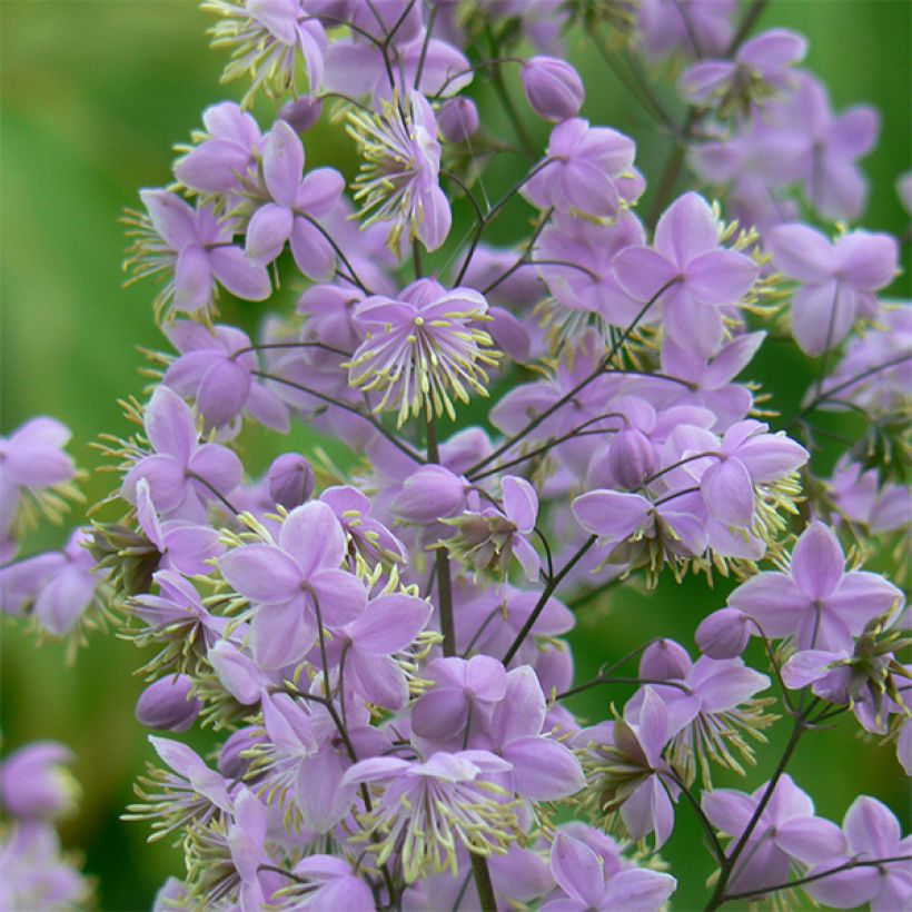 Thalictrum delavayi Ankum - Pigamo (Fioritura)