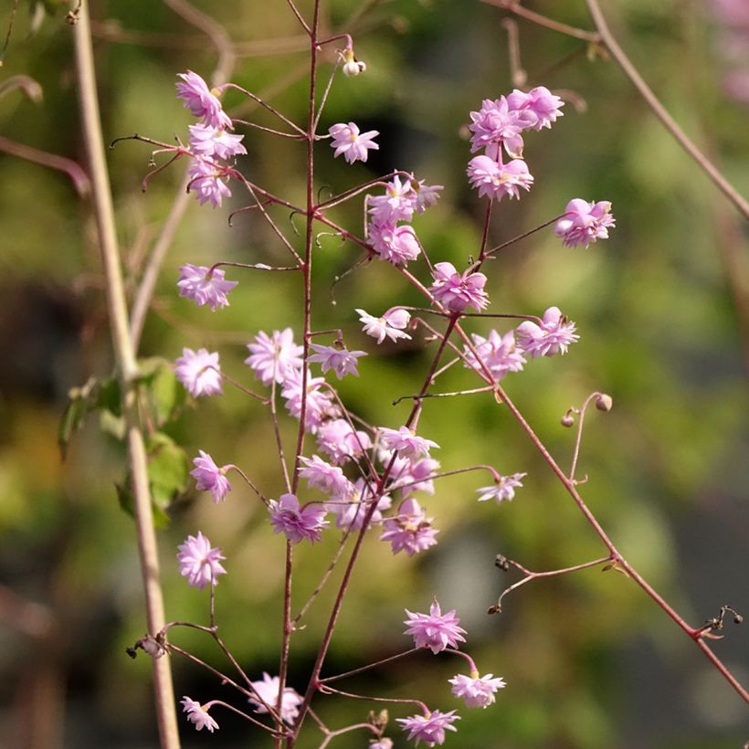 Thalictrum delavayi Hewitt's double - Pigamo (Fioritura)