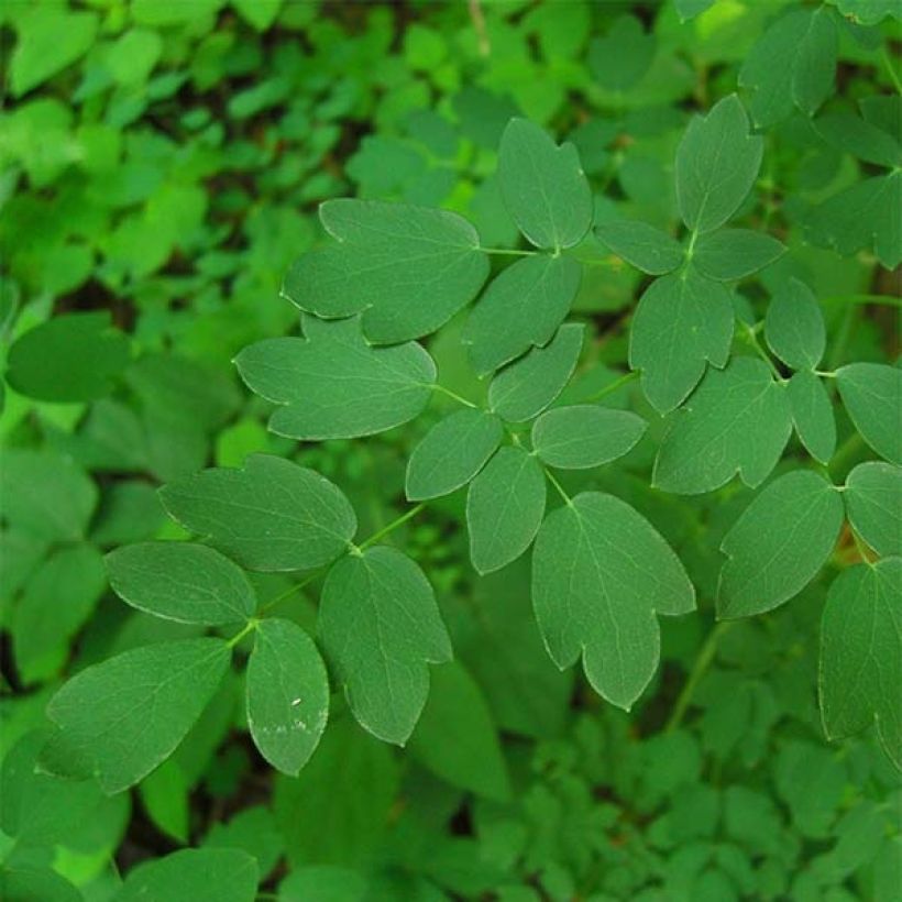 Thalictrum delavayi Hinckley - Pigamo (Fogliame)