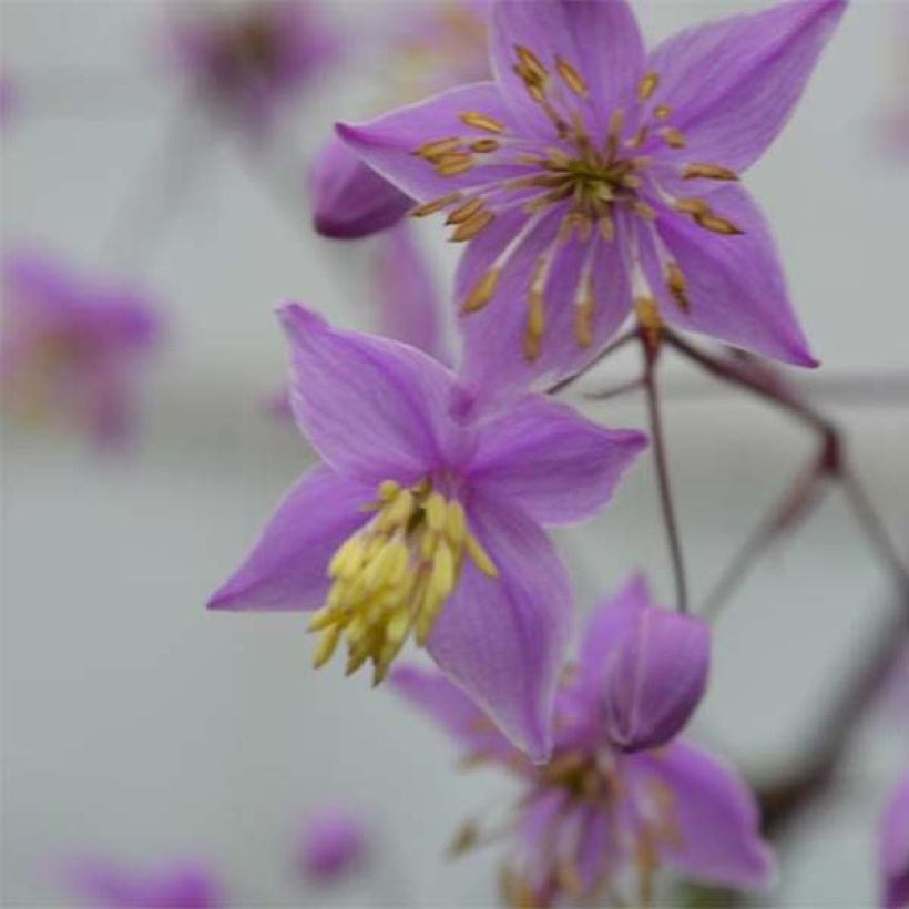 Thalictrum delavayi Hinckley - Pigamo (Fioritura)