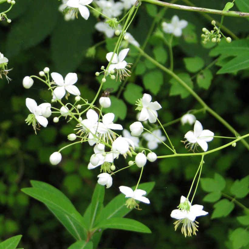 Thalictrum delavayi Splendide Album - Pigamo (Fioritura)