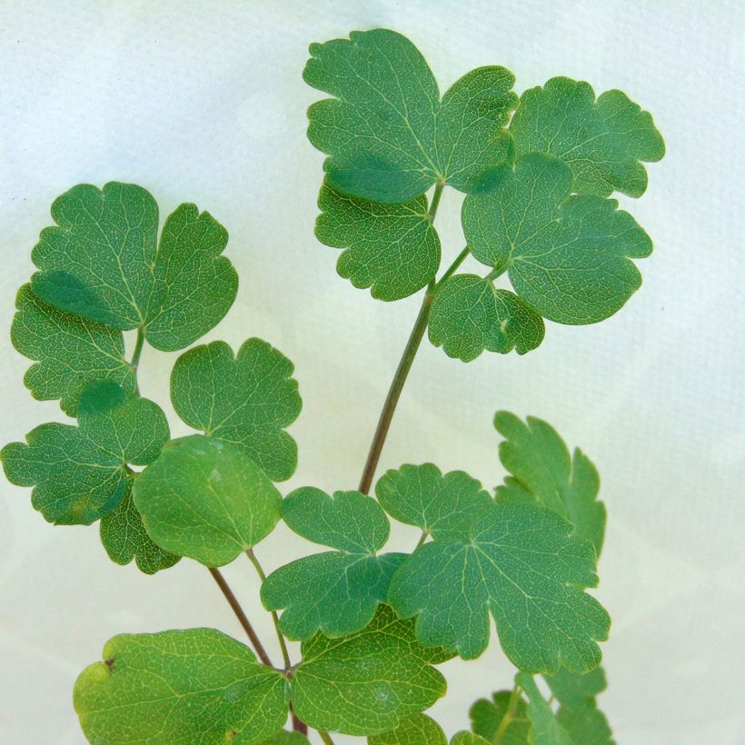 Thalictrum flavum subsp.glaucum - Pigamo giallo (Fogliame)