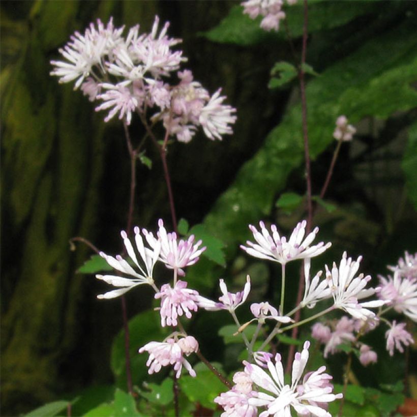 Thalictrum kiusianum - Pigamo (Fioritura)