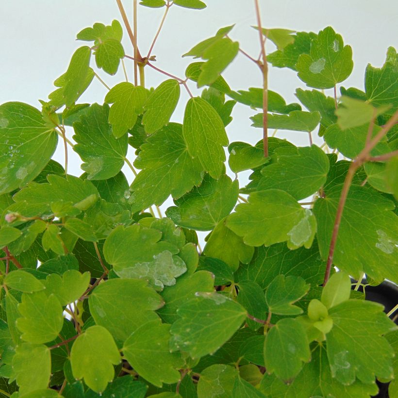 Thalictrum kiusianum - Pigamo (Fogliame)