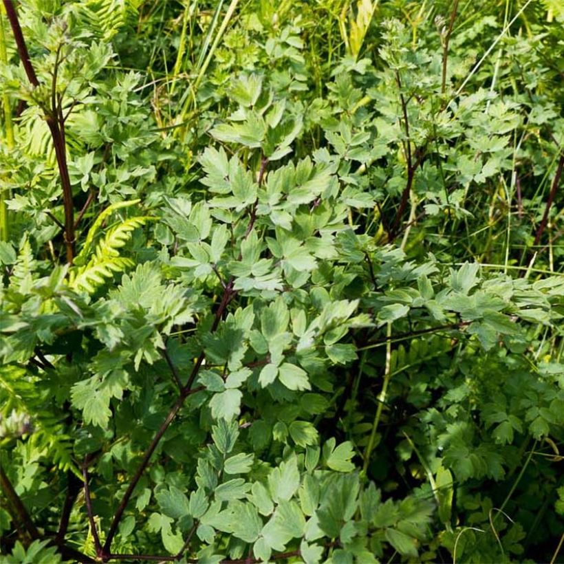 Thalictrum minus Adiantifolium - Pigamo minore (Fogliame)