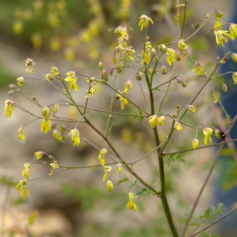 Thalictrum minus Adiantifolium - Pigamo minore (Fioritura)