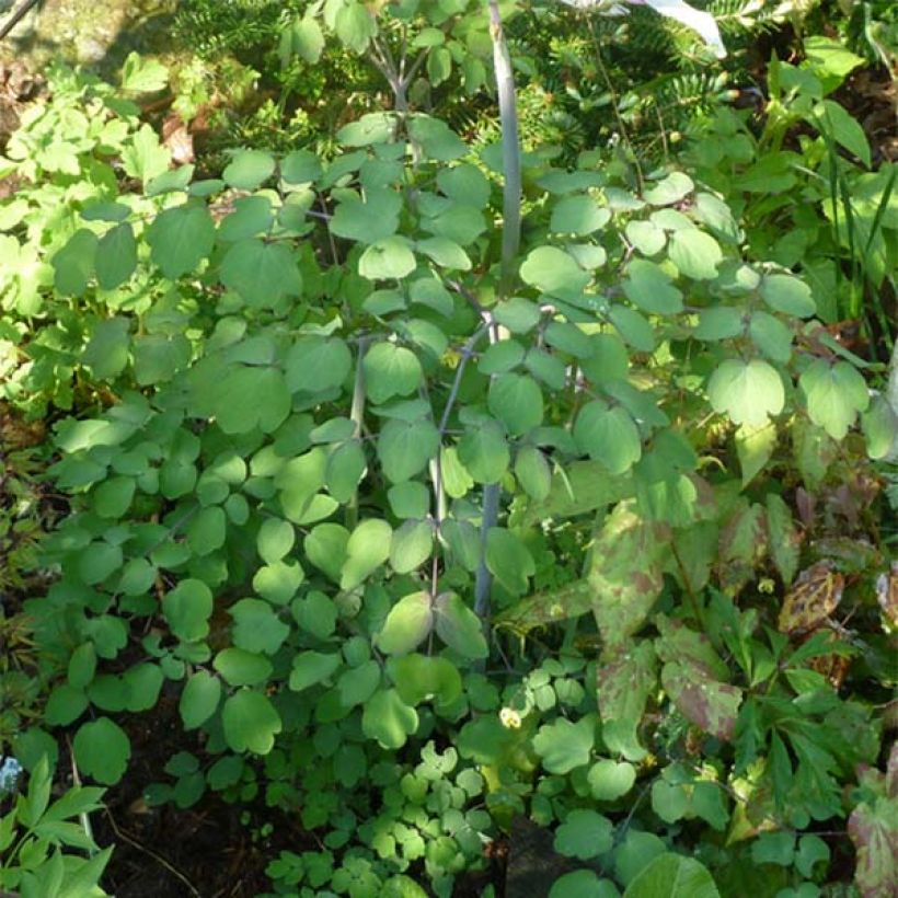 Thalictrum rochebrunianum - Pigamo (Fogliame)