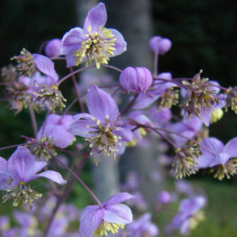 Thalictrum rochebrunianum - Pigamo (Fioritura)