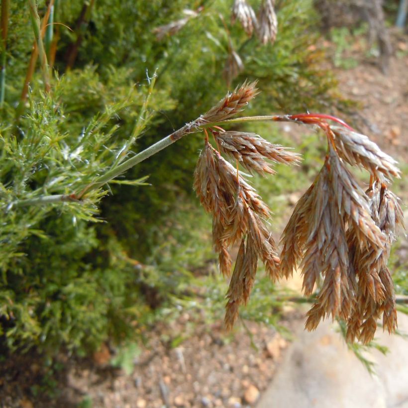 Thamnochortus cinereus (Fioritura)