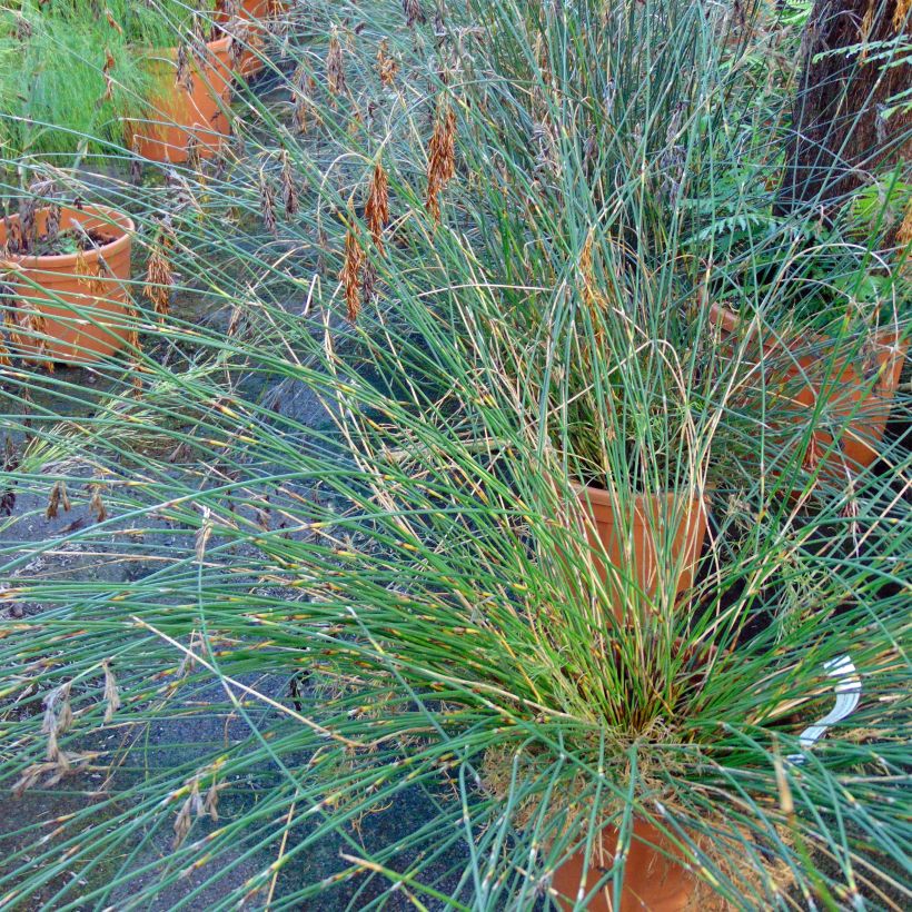 Thamnochortus pluristachyus (Fogliame)