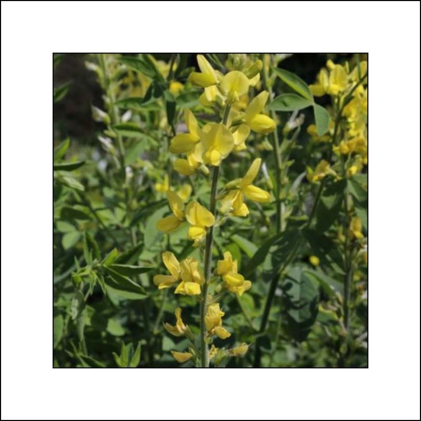 Thermopsis chinensis (Fioritura)