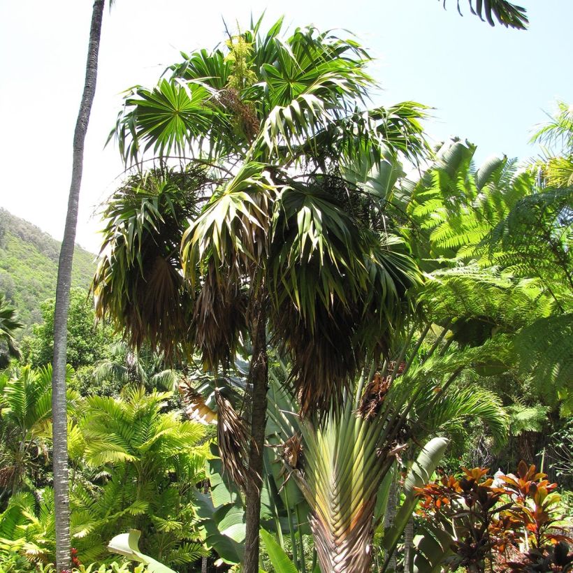 Thrinax parviflora (Porto)