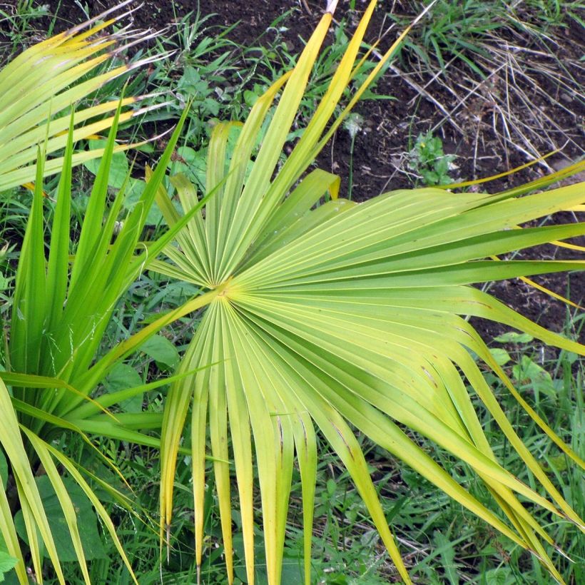 Thrinax radiata (Fogliame)