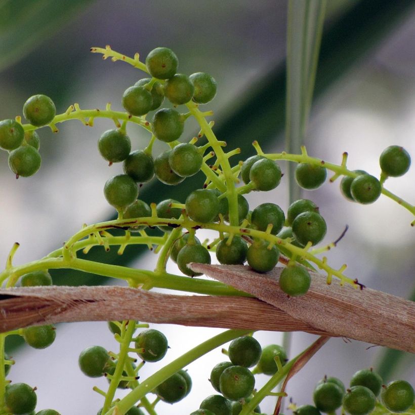 Thrinax radiata (Raccolta)