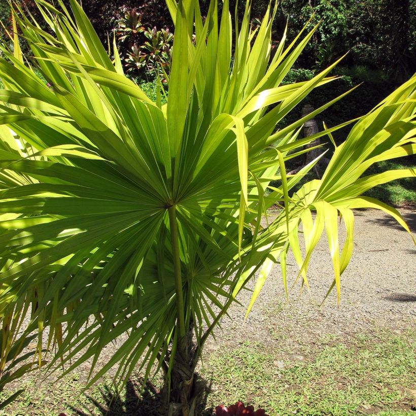 Thrinax radiata (Porto)