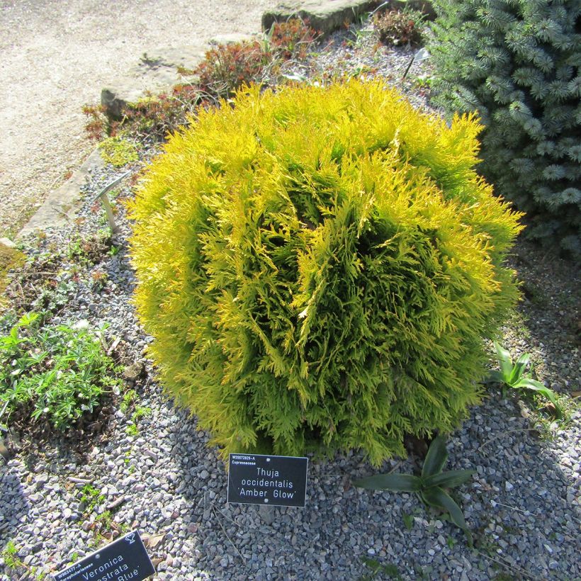 Thuja occidentalis Amber Glow - Tuia occidentale (Porto)