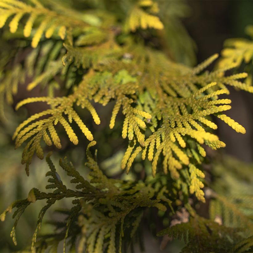 Thuja occidentalis Amber Glow - Tuia occidentale (Fogliame)