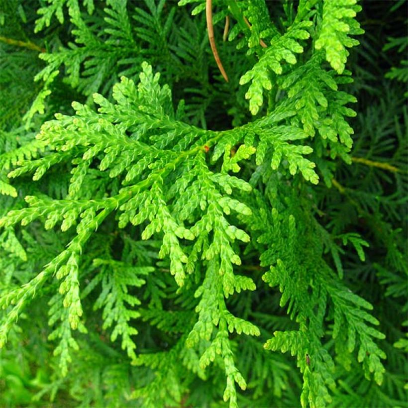 Thuja occidentalis Brabant - Tuia occidentale (Fogliame)