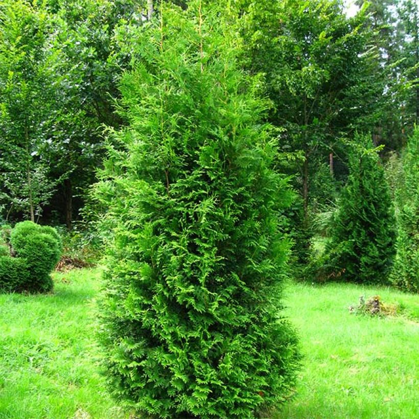 Thuja occidentalis Brabant - Tuia occidentale (Porto)