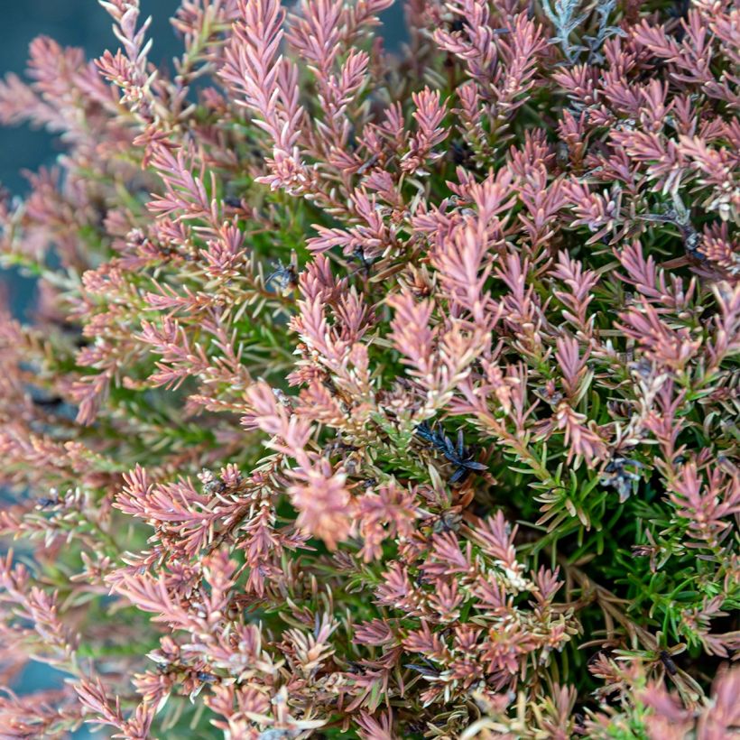 Thuja occidentalis Fire Chief - Tuia occidentale (Fogliame)