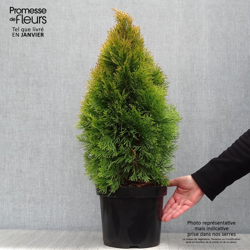 Thuja occidentalis Golden Smaragd - Thuya du Canada en pot de 7,5L/10L esemplare consegnato in inverno