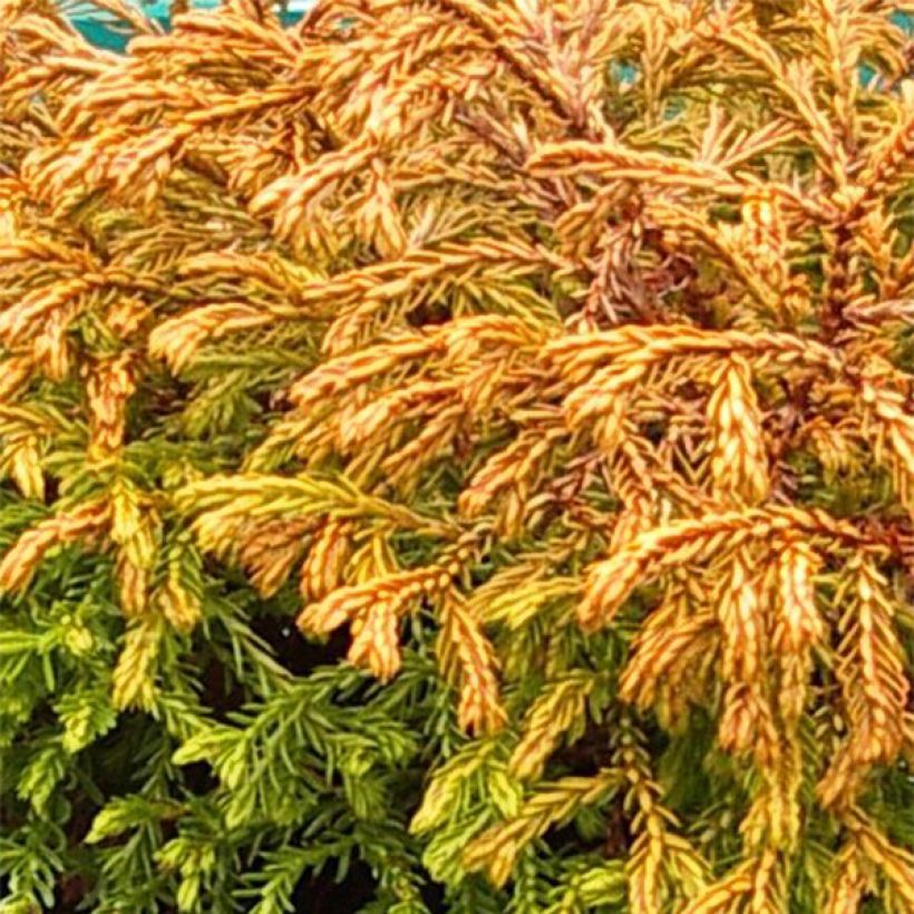 Thuja occidentalis Golden Tuffet - Tuia occidentale (Fogliame)