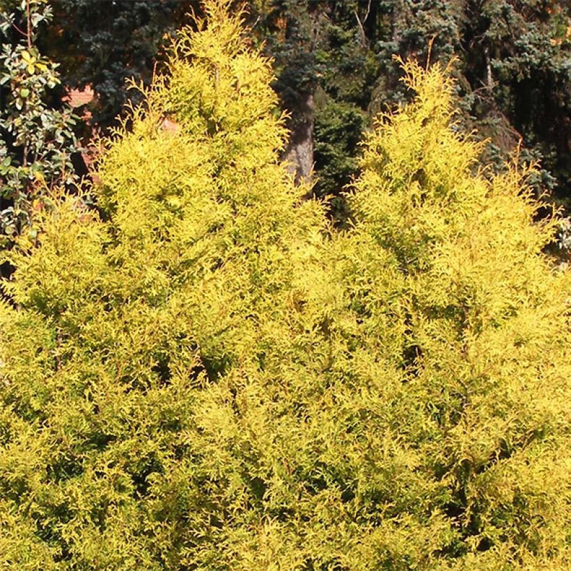 Thuja occidentalis Rheingold - Tuia occidentale (Porto)