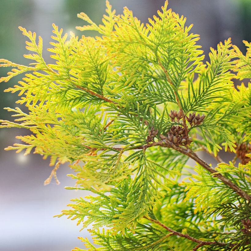 Thuja occidentalis Salland - Tuia occidentale (Fogliame)