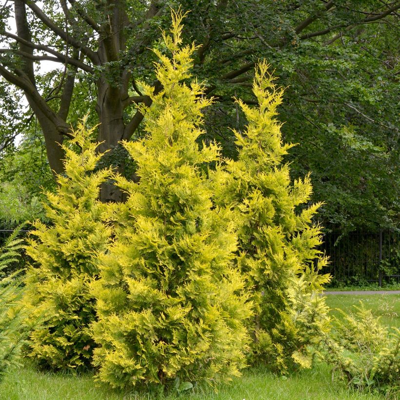 Thuja occidentalis Salland - Tuia occidentale (Porto)