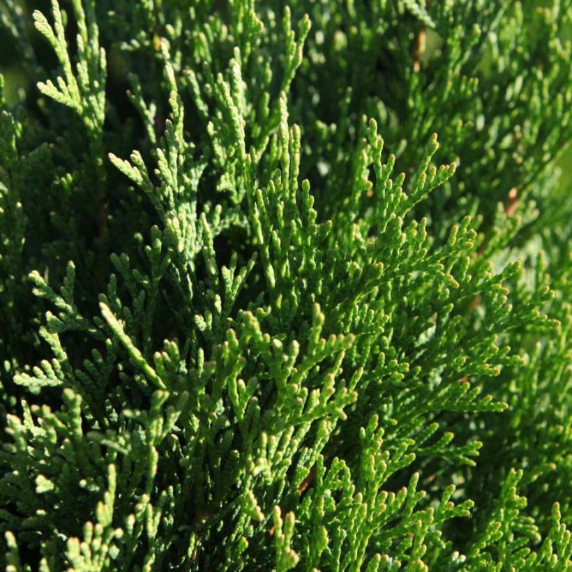 Thuja occidentalis Smaragd - Tuia occidentale (Fogliame)