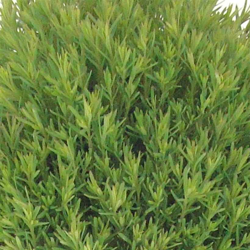 Thuja occidentalis Teddy - Tuia occidentale (Fogliame)