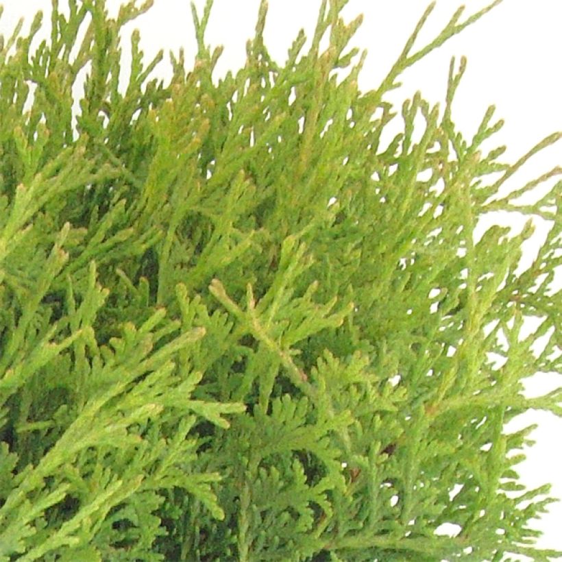 Thuja occidentalis Tiny Tim - Tuia occidentale (Fogliame)